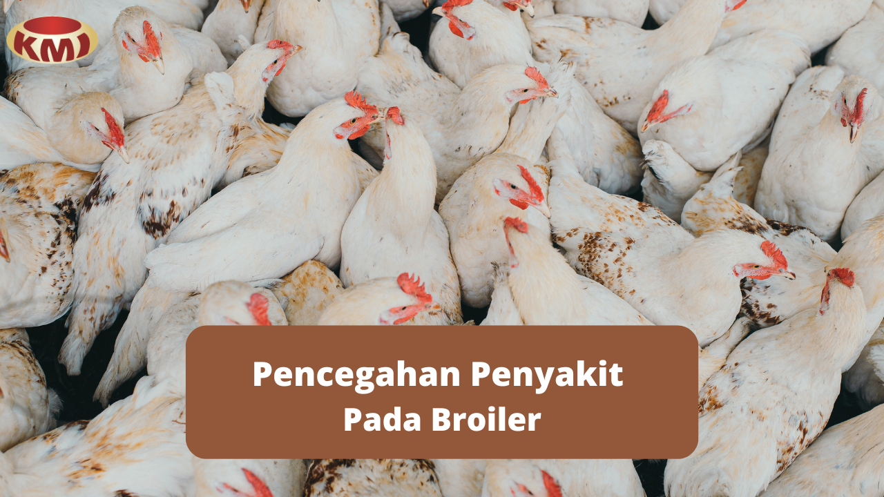 4 Langkah Efektif Mencegah Penyakit Pada Broiler